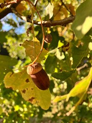 Oak tree acorn up close in autumn