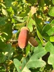 Acorn on a branch of a sessile oak tree © Ewelina