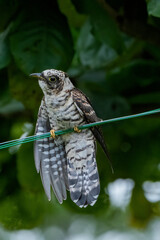 INDIAN CUCKOO BIRD