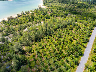 Aerial view of road with Palm trees forest near the sea beach in Thailand