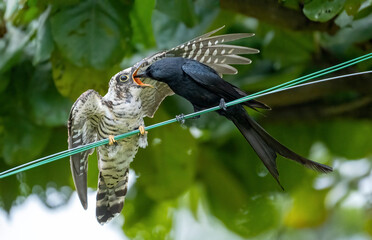 Drongo bird feeds on a cuckoo chicks