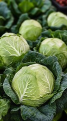 Obraz premium Fresh green cabbages nestled in vibrant leafy greens.