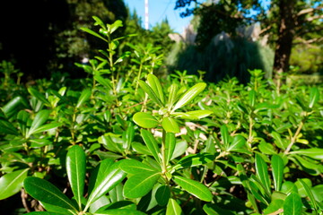 Obraz premium Arboretum Park in Sochi. Green nature in Sochi