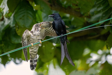 Drongo bird feeds on a cuckoo chicks