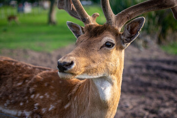 Ciervo, primer plano