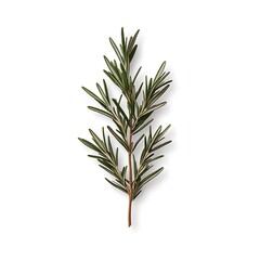Obraz premium Fresh Rosemary Stem with Thin Needle-Like Green Leaves Perfect for Culinary Uses, Aromatherapy, and Decorative Arrangements in Food Photography