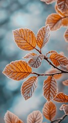 Obraz premium Frost-covered autumn leaves create a stunning contrast against a soft background