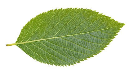 Obraz premium Single Birch Leaf Illuminated by Light, Exhibiting Fine Serrations and Vibrant Green Color against a White Background for Botanical Use