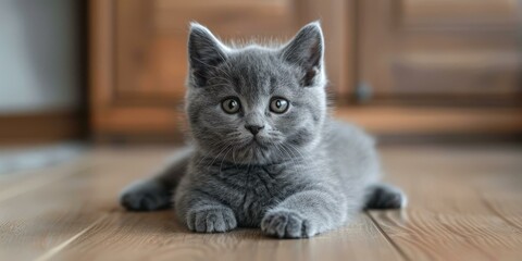 A cute gray kitten is lying on the wooden floor