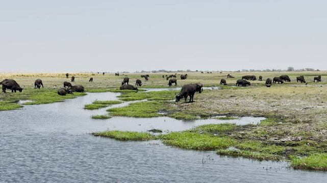 African buffalo, cape buffaloes Syncerus caffer grazing in a National Park in Africa.
