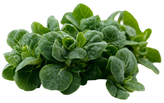 PNG object on clear backdrop. Close up of fresh lamb's lettuce leaves, displaying their tender texture and vibrant green color. Isolated on transparent background.