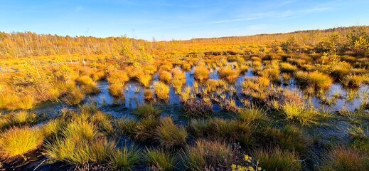 Golden Latvian autumn - swamp under the yellow sunlight, Medema purvs, October 19, 2024.