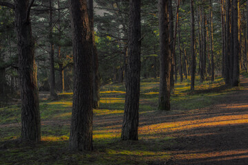 Fototapeta premium autumn in the woods