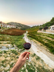 Vine fields in a small village.