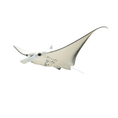 Fototapeta premium Elegant manta ray swimming gracefully in ocean
