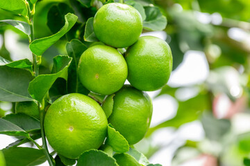 Green lemons is citrus  fruits on a branch with nature background. Green Lemons tree in the garden with daylight. Fresh green lime fruit hanging from branch.