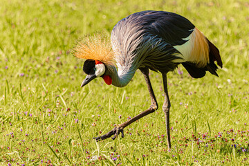 Fototapeta premium Balearica pavonina, black crowned crane, on a sunny day in summer