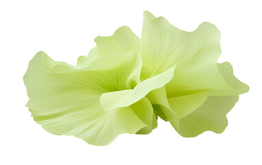 PNG object on clear backdrop. Delicate pale green floral petals arranged beautifully, showcasing their soft textures. Isolated on transparent background.