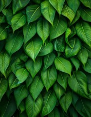 Obraz premium green leaves background