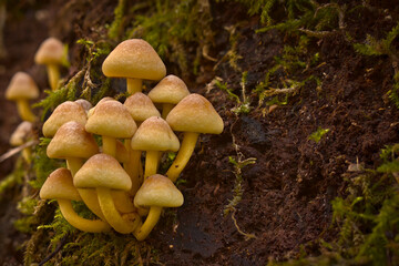 Olsztyński las miejski © Andrzej