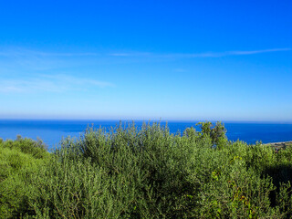 Organic ripe olives growing on olive tree with mediterranean coast background, black olive fruit on...