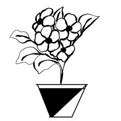 black and white flower in pot