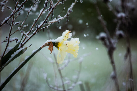 Late frost in spring on daffodil flower while snowing