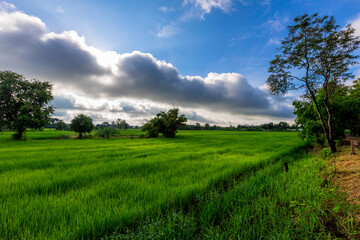 Obraz premium Green nature landscape background of rice fields, fresh air and various trees of mountains surrounding. The way of life of the farmers community who grow crops for their living.