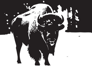 Snowy bison in nice winter nature, white background, snowing and wind low blowing