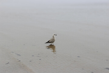 seagull on the beach