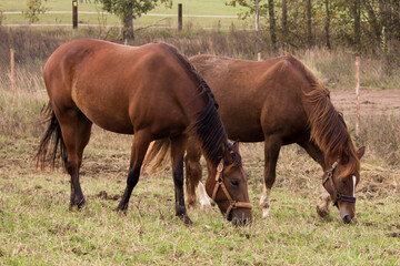 horses grazing in a meadow, animal outside in rural field, mammal standing in grass.