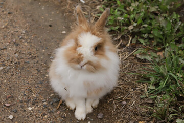 Fluffy Brown Rabbit Resting in Grass, furry bunny in garden, domestic pet in outdoor lawn