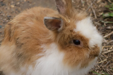 Fluffy Brown Rabbit Resting in Grass, young rabbit in meadow, wild mammal in nature