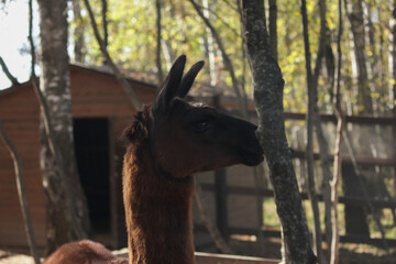 Fototapeta premium Llama portrait, mammal chewing straw, close-up of head and ear