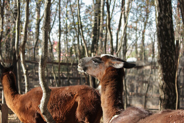 Llama portrait, alpaca chewing straw, close-up of head in nature
