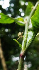 The orb weaver spider is making its home among the stems and leaves
