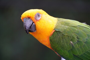 close up of a Sun Conure