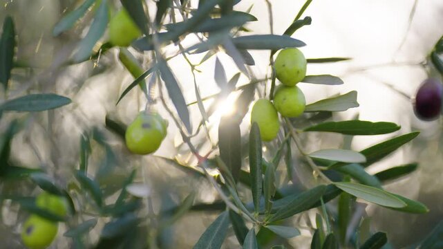 olive harvest in provence with sun