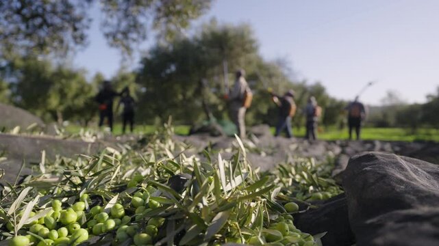 olive harvest in provence