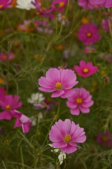 Obraz premium ピンク色のコスモス