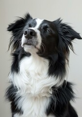 Fototapeta premium A Border Collie looking up with closed eyes