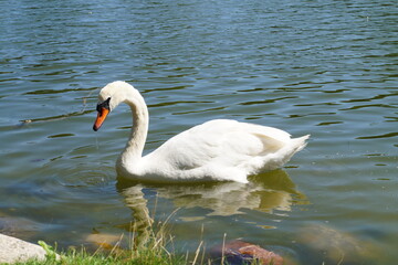 Il cigno