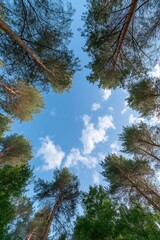Fototapeta premium A forest with a blue sky above it. The trees are tall and green