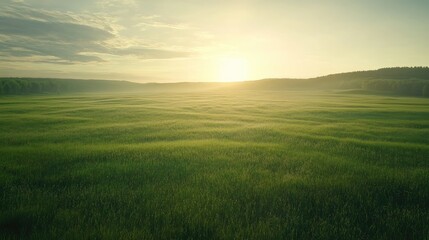 Obraz premium Aerial view of a vast field of green grass under soft sunlight, creating a peaceful and serene scene.
