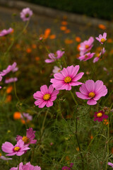 Obraz premium ピンク色のコスモス