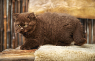 Britisch Kurzhaar Kitten in braun im Herbst , niedlich