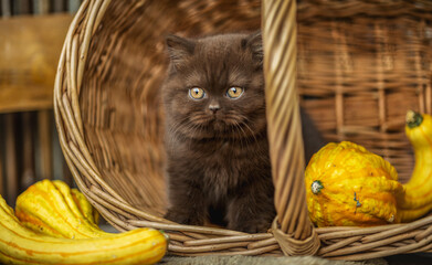 Britisch Kurzhaar Kitten in braun im Herbst , niedlich