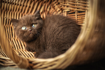 Britisch Kurzhaar Kitten in braun im Herbst , niedlich