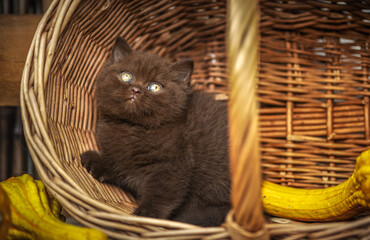 Britisch Kurzhaar Kitten in braun im Herbst , niedlich
