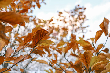 Obraz premium Close-up of vibrant orange autumn leaves against a bright sky, showcasing the seasonal beauty and delicate textures of fall foliage in natural light